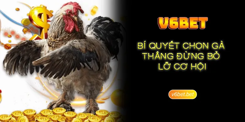 Bi mat da ga Thomo thong qua su chuyen nghiep va minh bach (1) Bí mật đá gà Thomo thông qua sự chuyên nghiệp và minh bạch