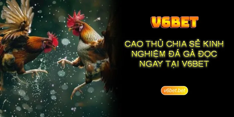 Bi mat da ga Thomo thong qua su chuyen nghiep va minh bach Bí mật đá gà Thomo mang đến trải nghiệm ấn tượng
