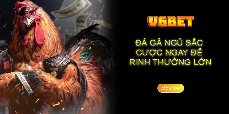 Diem khac biet cua hinh thuc da ga ngu sac so voi loai hinh khac Điểm khác biệt của hình thức đá gà ngũ sắc so với loại hình khác