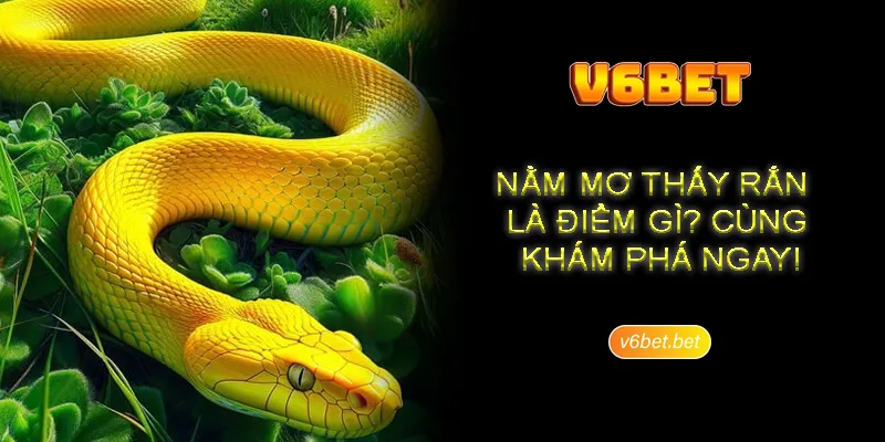 Giai thich viec nam mo thay ran quan nguoi nen dau tu con gi Giải thích việc nằm mơ thấy rắn chung cho hội viên