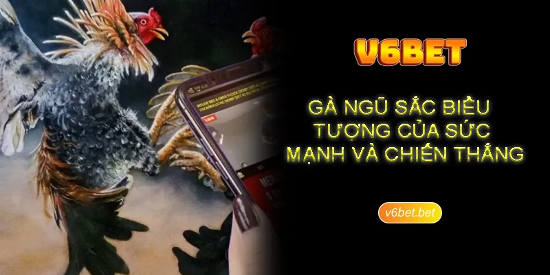 Ky thuat chien dau an tuong cua da ga ngu sac Kỹ thuật chiến đấu ấn tượng của đá gà ngũ sắc