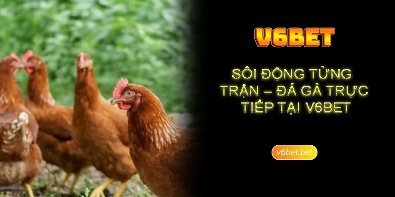 Thong tin gioi thieu chung ve sanh da ga V6BET Thông tin giới thiệu chung về sảnh đá gà V6BET