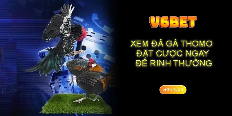 Trai nghiem xem da ga truc tiep cuc an tuong tai V6BET Trải nghiệm xem đá gà trực tiếp cực ấn tượng tại V6BET